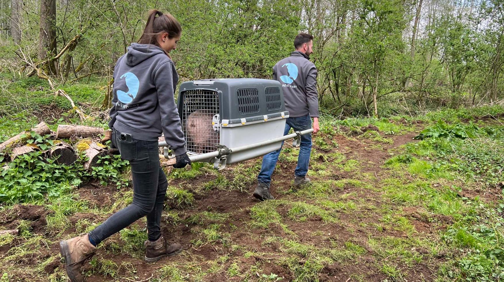 Sept cochons abandonnés sur un terrain d’airsoft à Blicquy pris en charge par des associations de bien-être animal