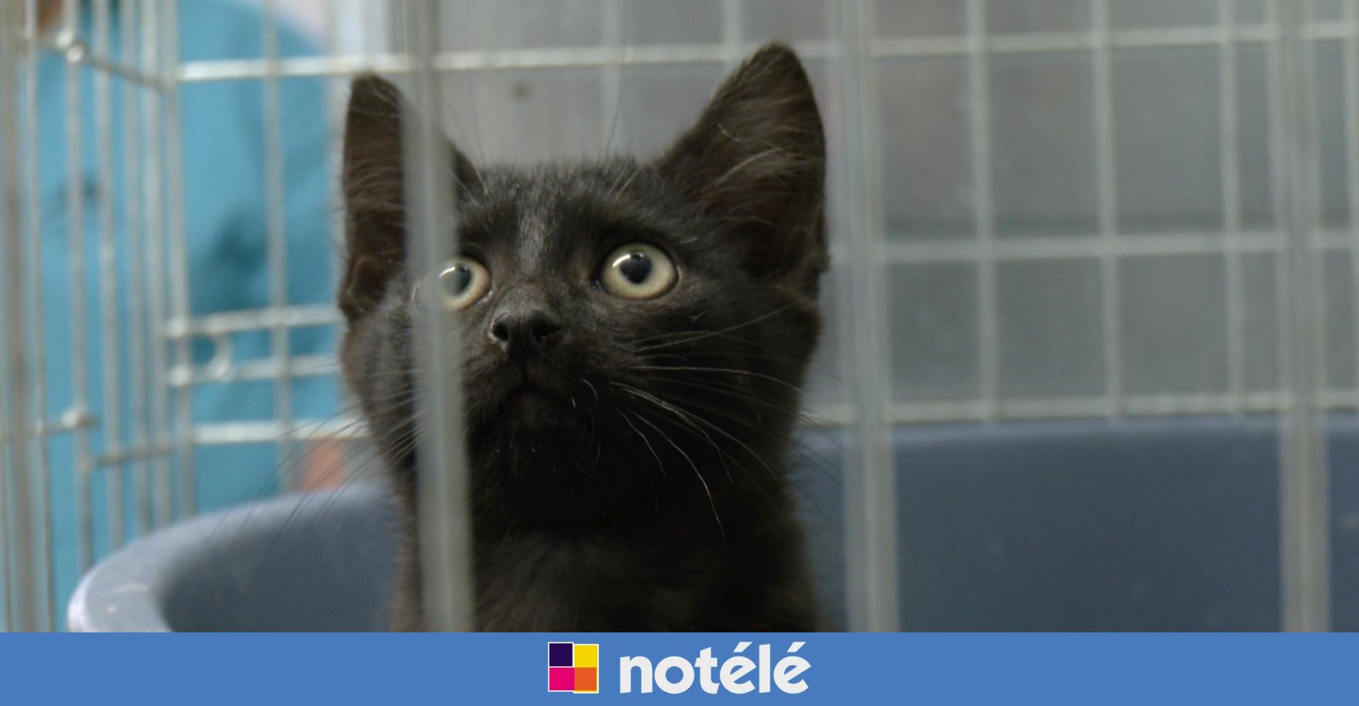 Tournai le refuge pour chats «Félin pour l