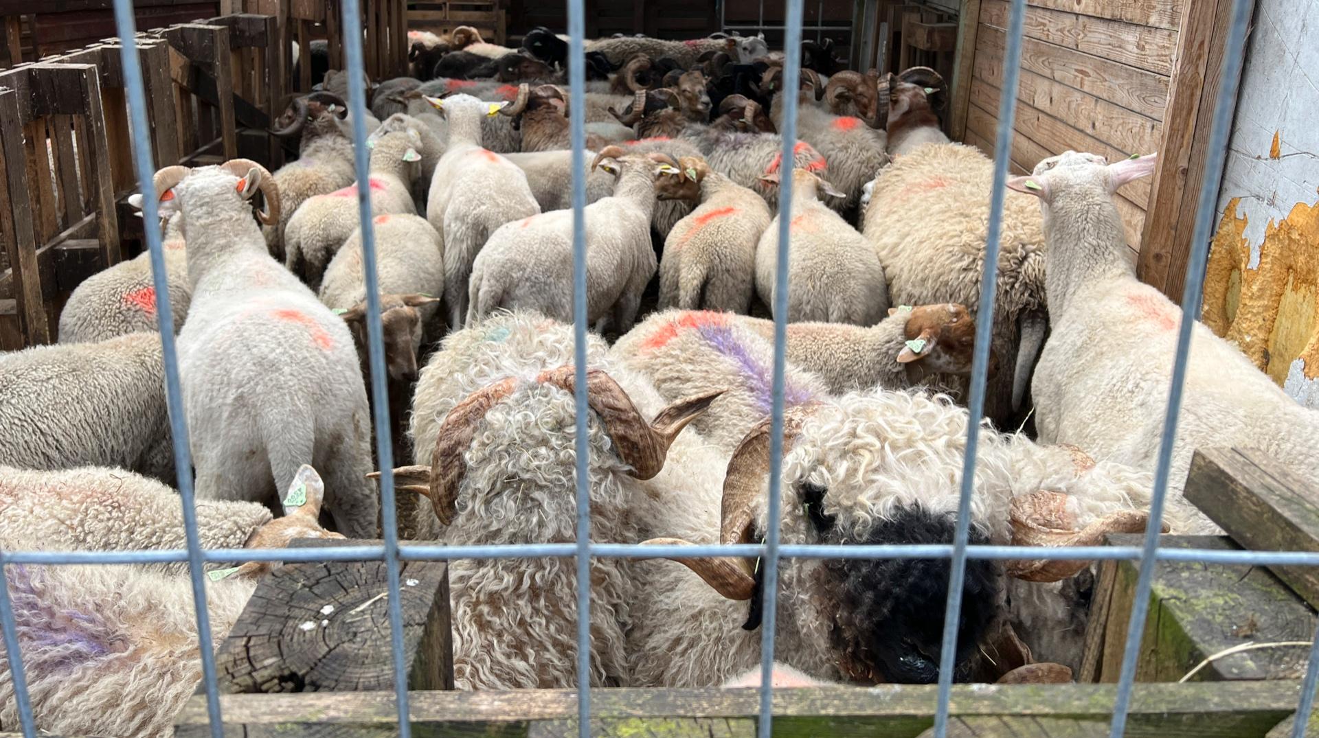 Deux sites d'abattage clandestins démantelés en Wallonie picarde : 30 moutons et 47 agneaux sauvés