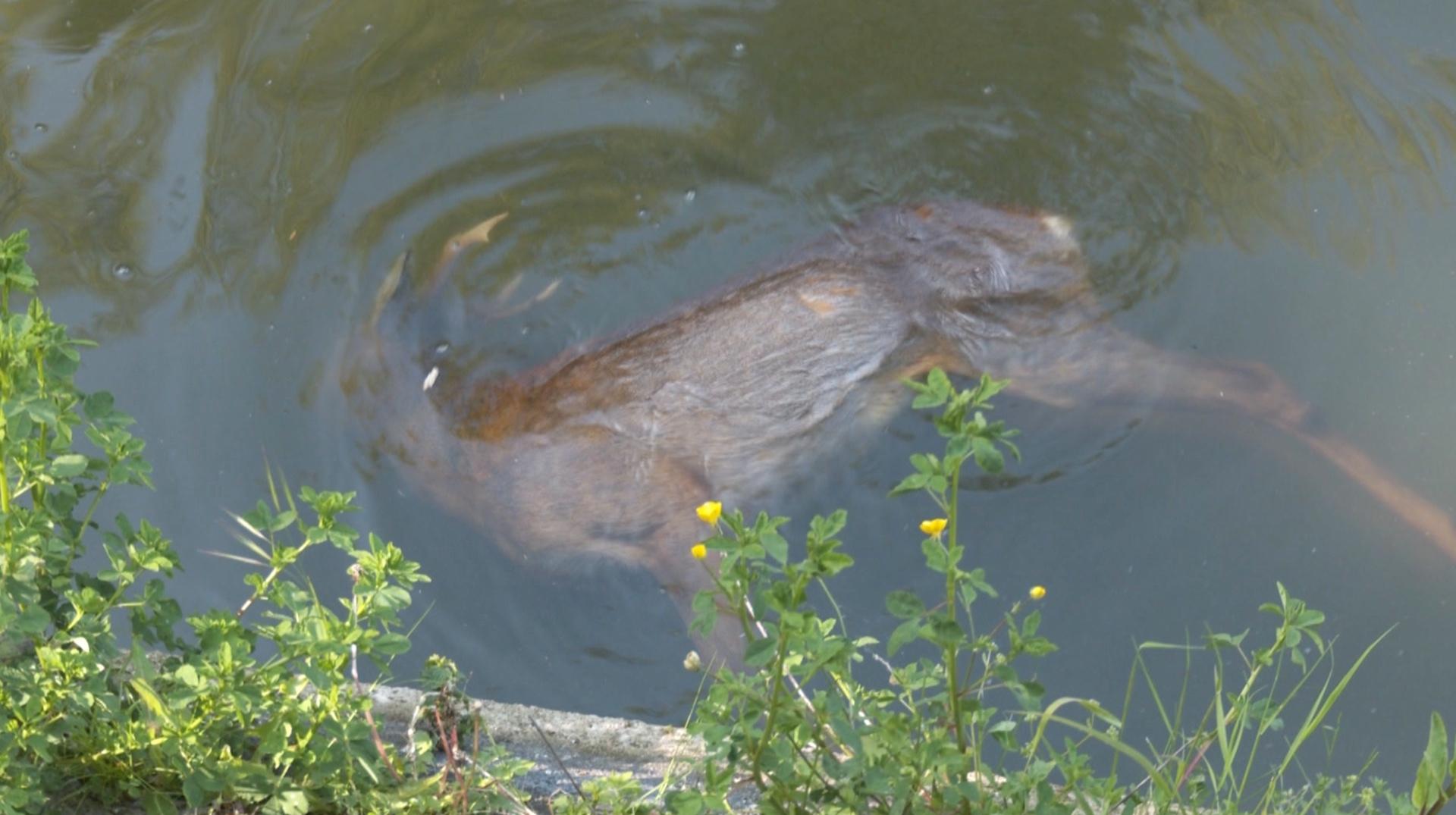 Noyades de chevreuils dans le canal aux abords du pont du Malot à Blaton : deux rampes vont être installées