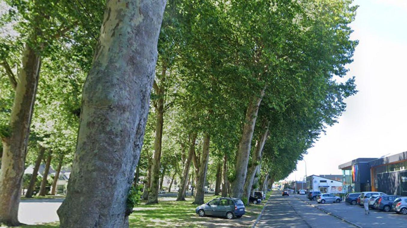 25 platanes vont être abattus à l'avenue de Maire à Tournai
