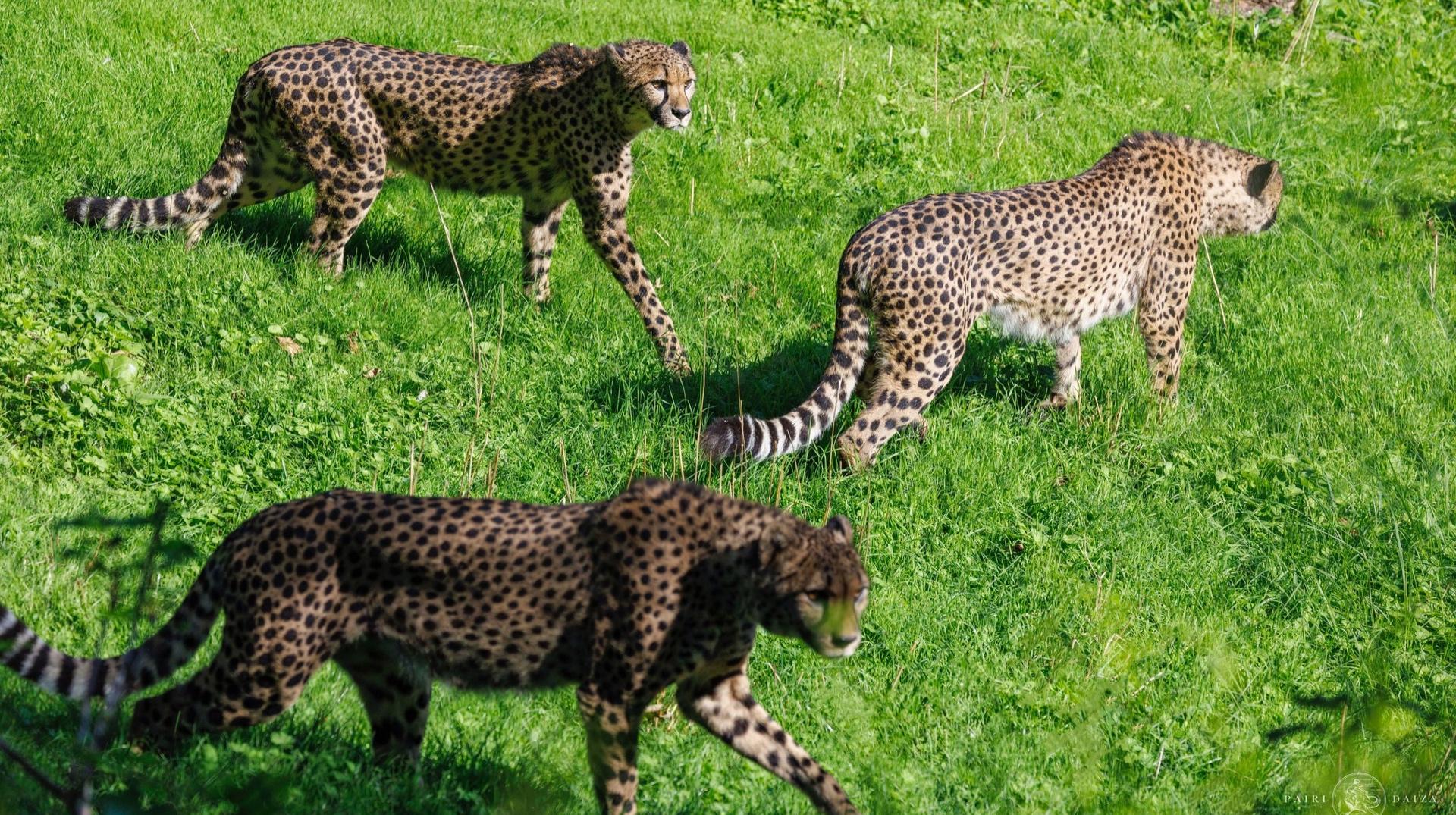 Trois guépards arrivent à Pairi Daiza