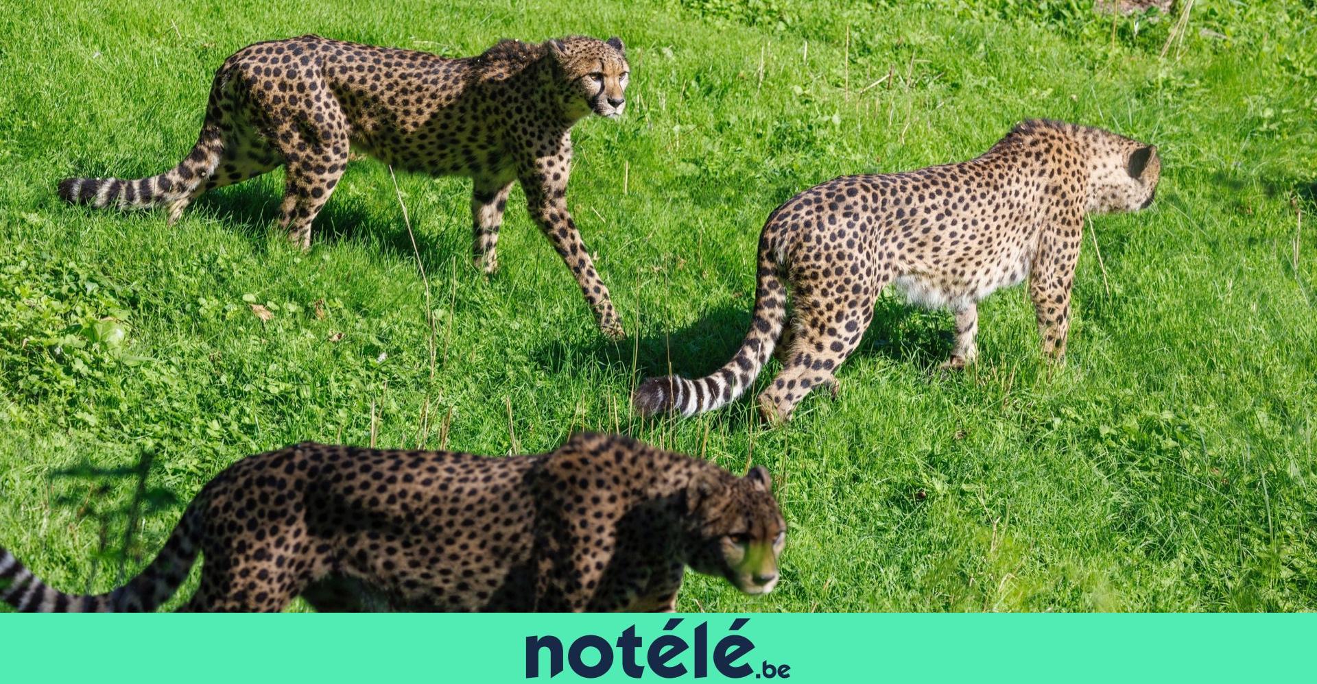 trois-gu-pards-arrivent-pairi-daiza