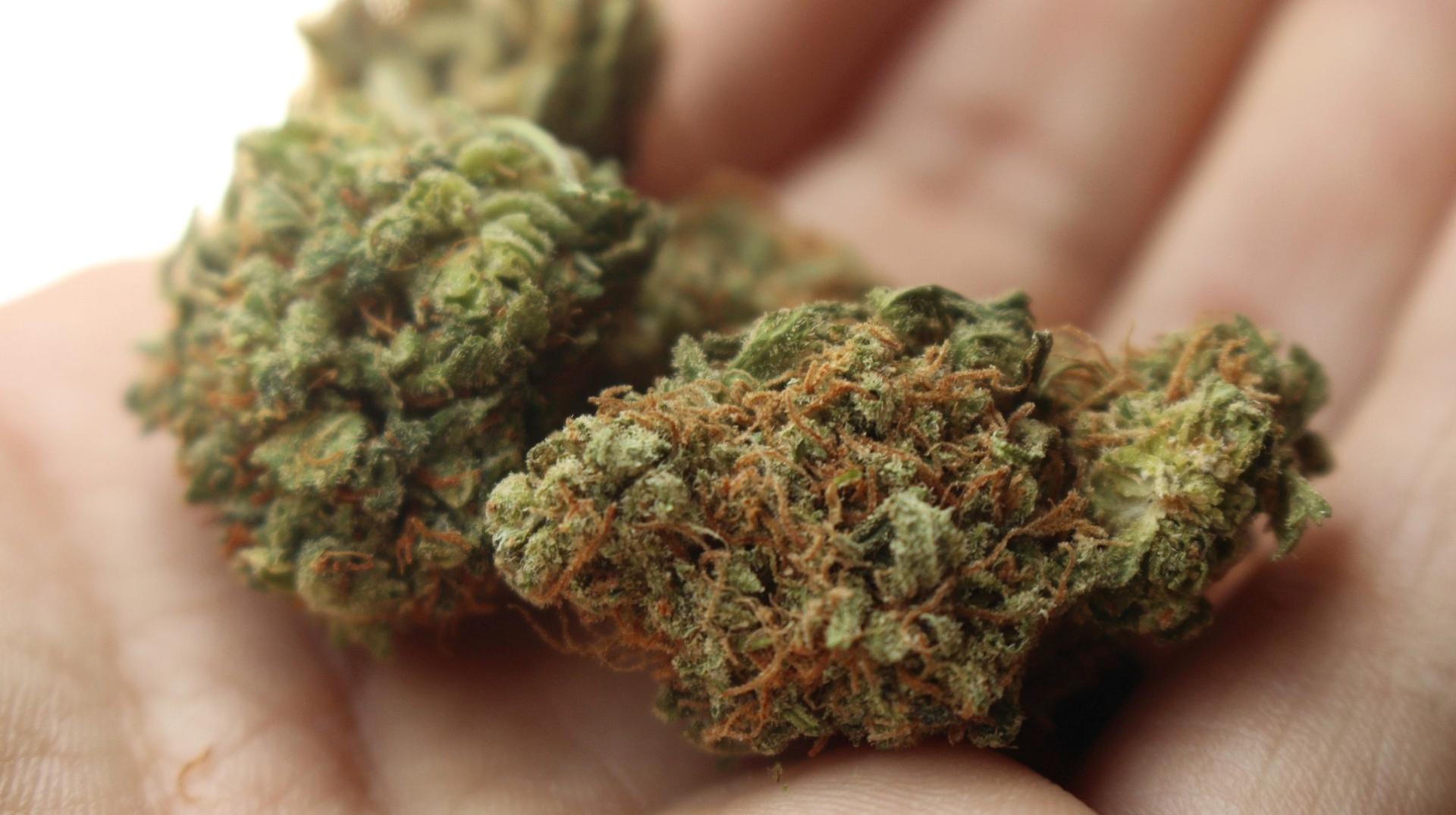 Une plantation de cannabis découverte à Calonne