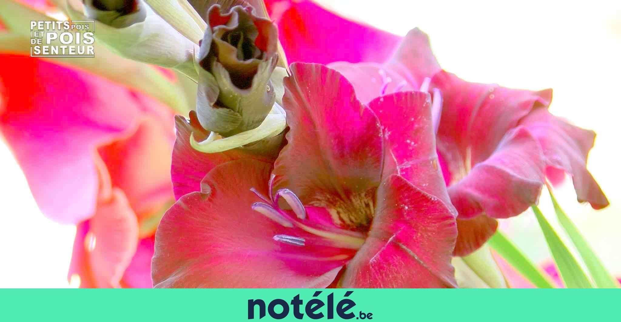 Bulbes De Glaïeul D'Abyssinie (Fleur De Paon) - Lot De 5 Bulbes, Fleur Blanche à Cœur Pourpre