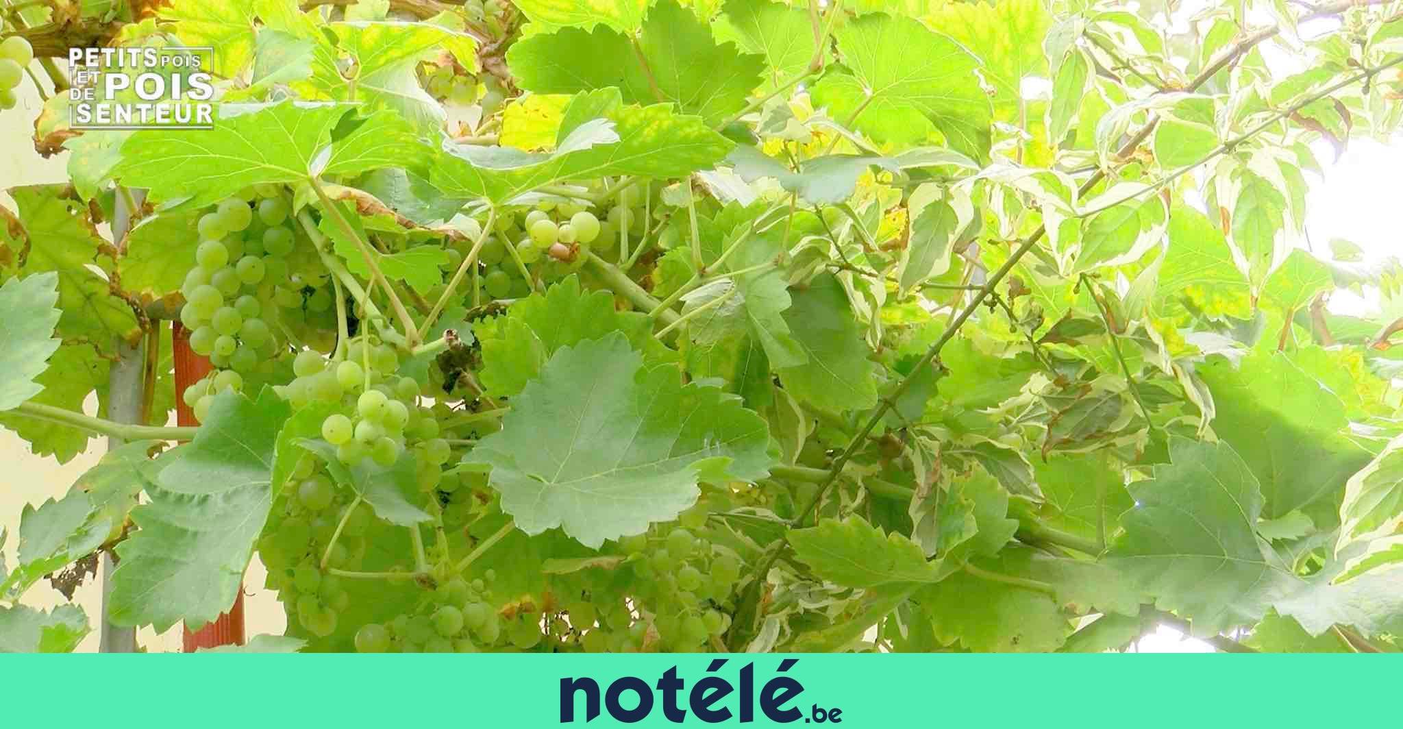 exploration-botanique-de-la-plante-derri-re-le-vin-le-vitis-vinifera