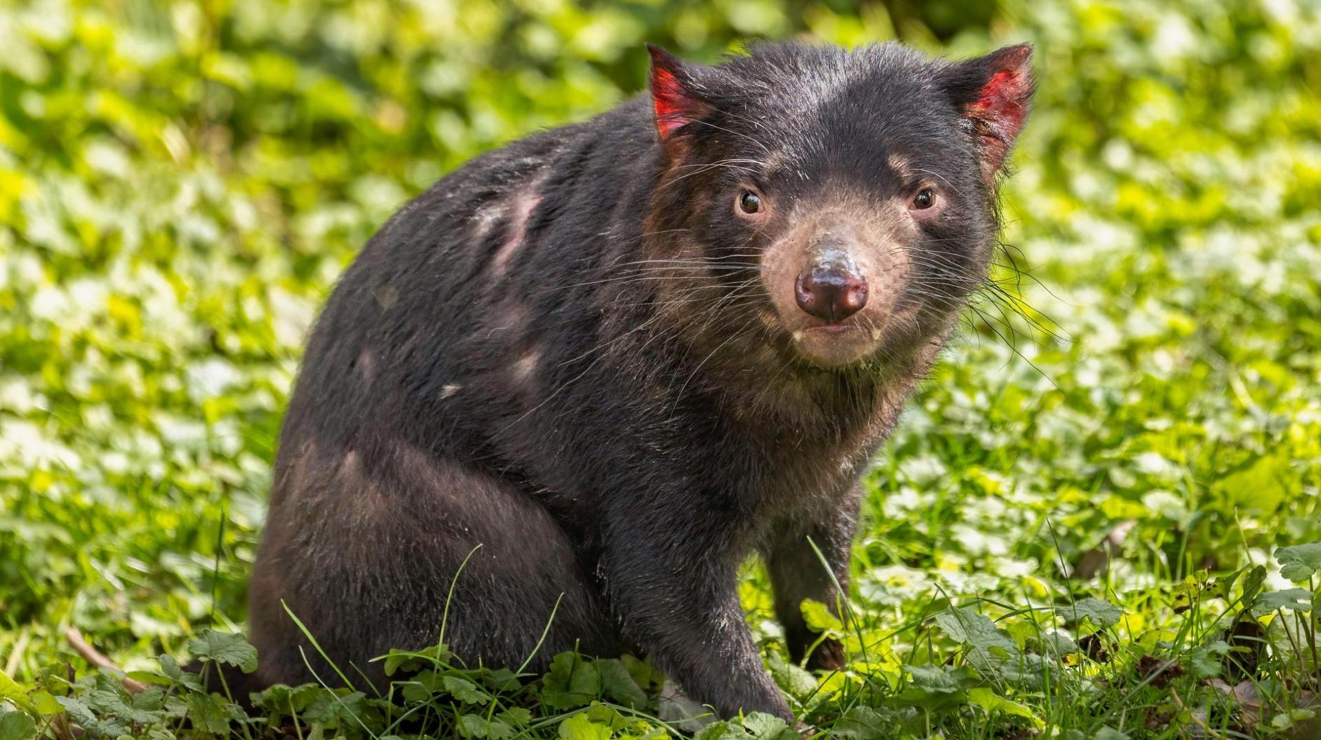 Pairi Daiza : deux nouveaux diables de Tasmanie ont rejoint le parc