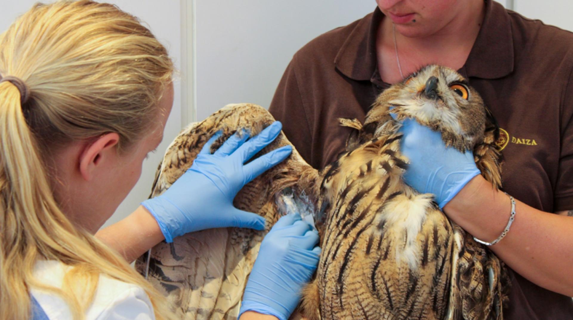 11 animaux sauvages sauvés depuis le lancement du Centre de revalidation de Pairi Daiza