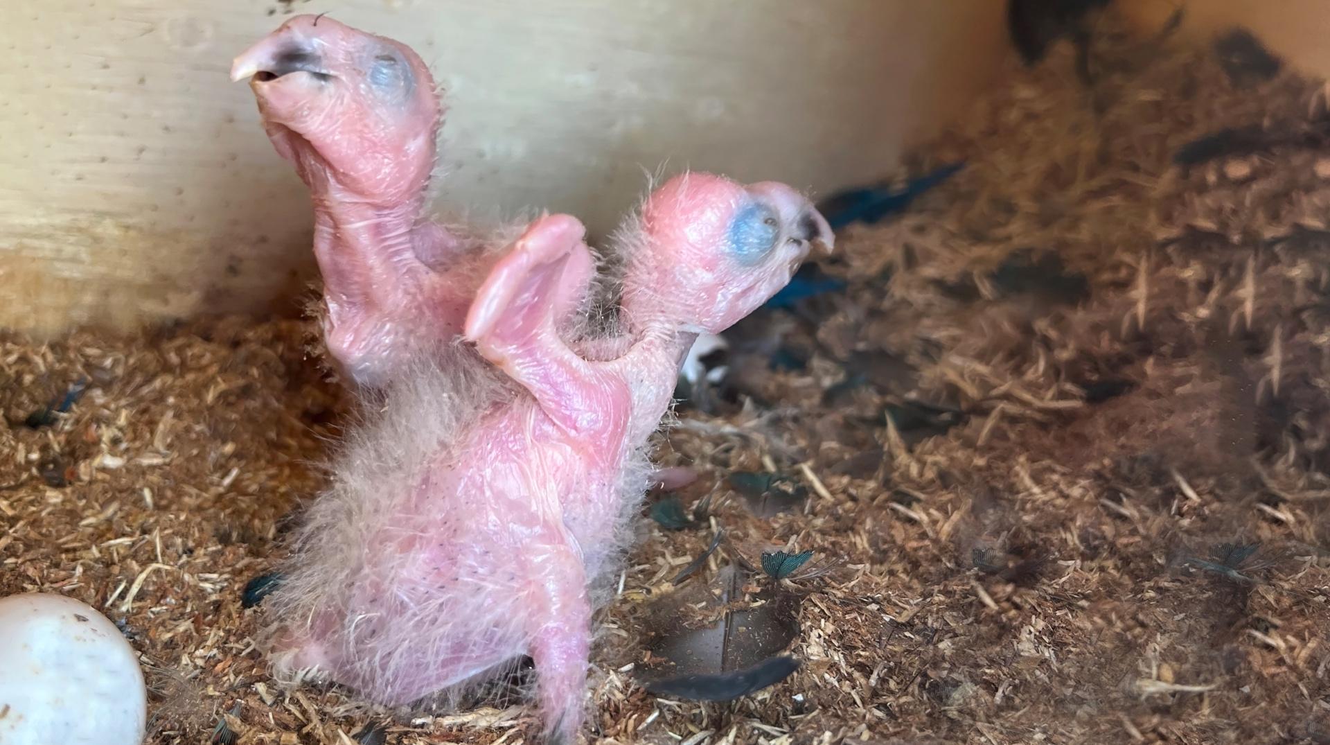 Grande première : Pairi Daiza annonce la naissance d'Aras de Spix, espèce éteinte à l'état naturel