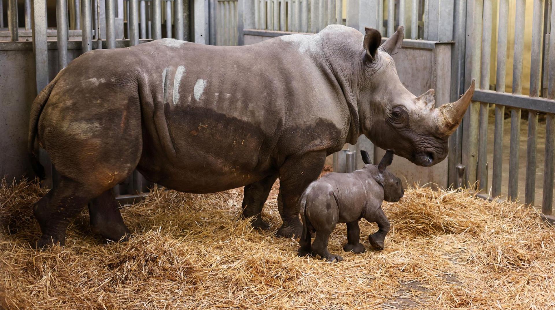 Pairi Daiza : le parc annonce la naissance d'un rhinocéros
