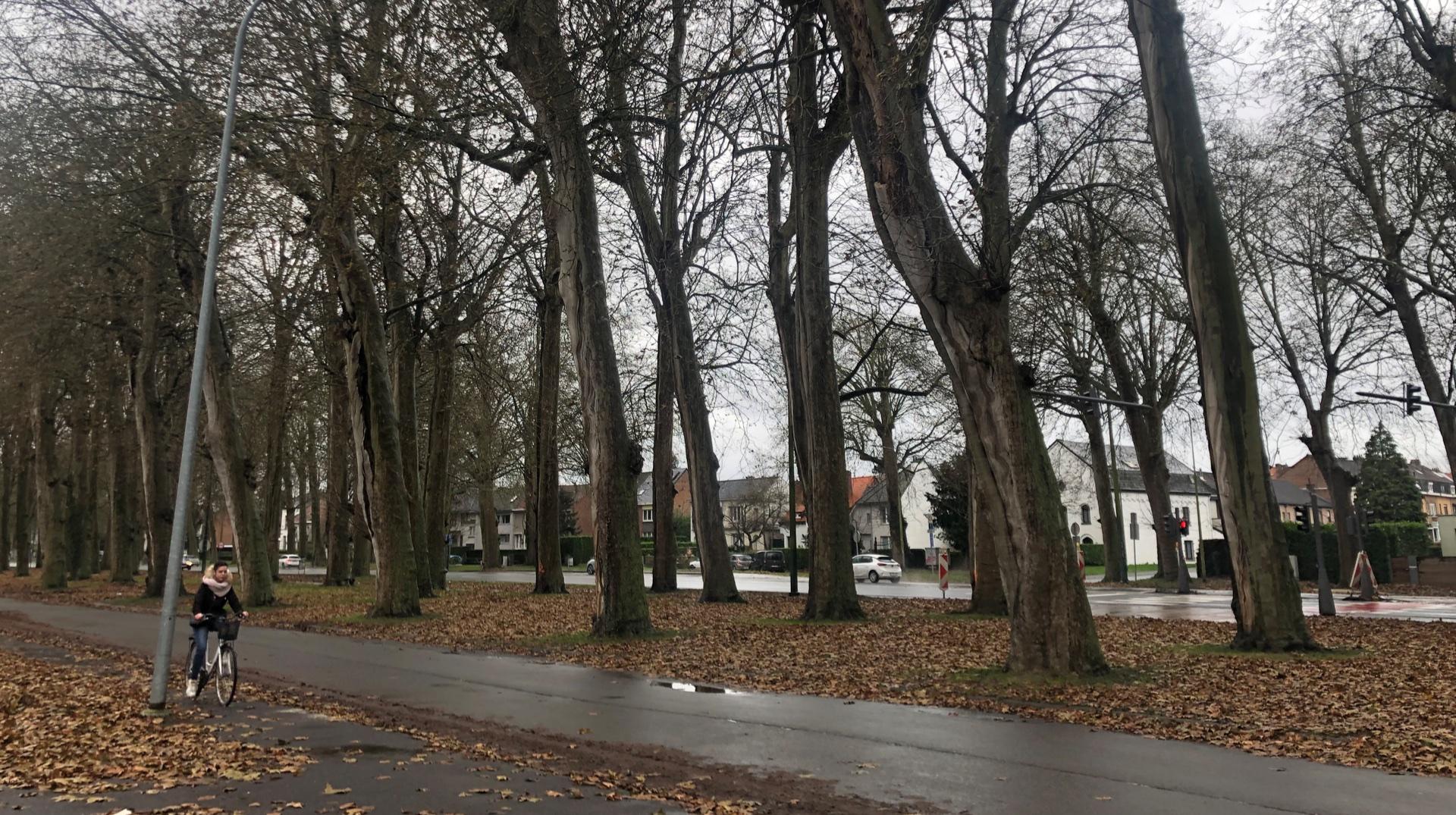 Tournai : 25 platanes bientôt abattus à l'avenue de Maire