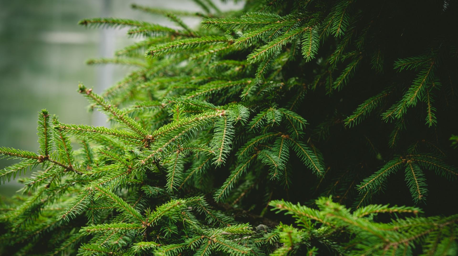 Mouscron : découvrez les 11 points pour déposer vos sapins