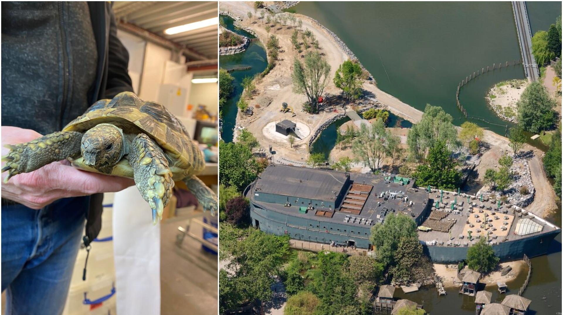 682 reptiles et amphibiens recueillis en 2023 par le refuge de la Fondation Pairi Daiza