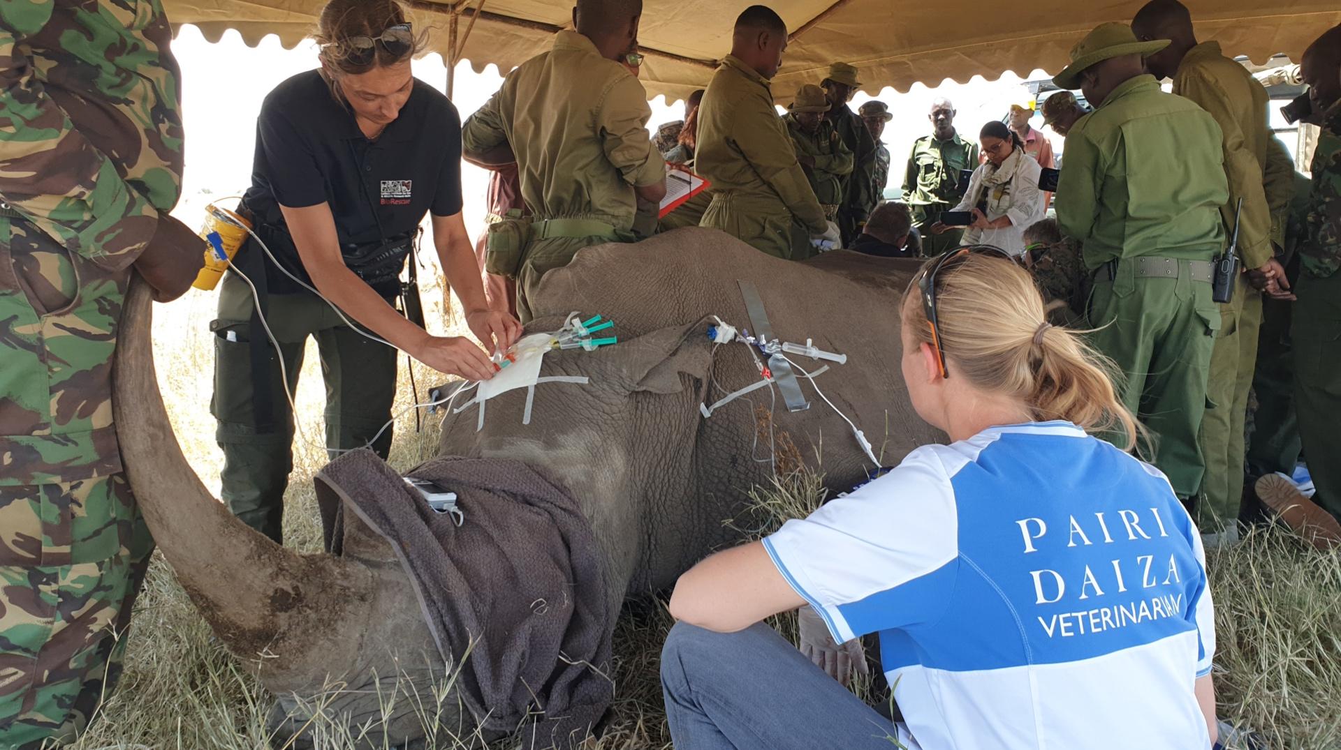Pairi Daiza : un transfert d'embryon réussi chez le rhinocéros ouvre la voie à la sauvegarde du rhinocéros blanc du nord