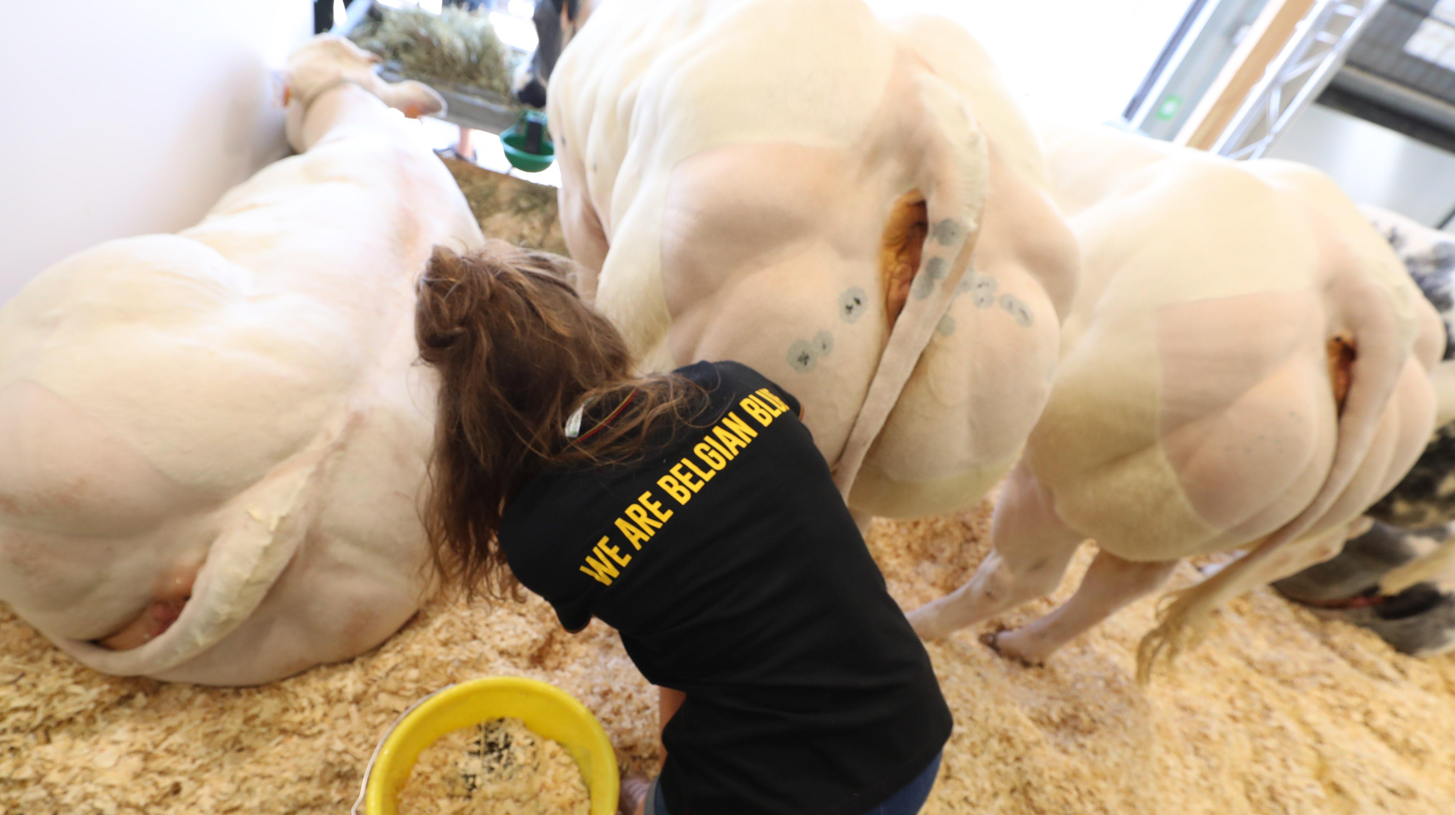 Le Blanc-Bleu Belge mis à l'honneur pour le retour à Tournai Xpo du salon de l'agriculture et de l'élevage «AgriDay’s»