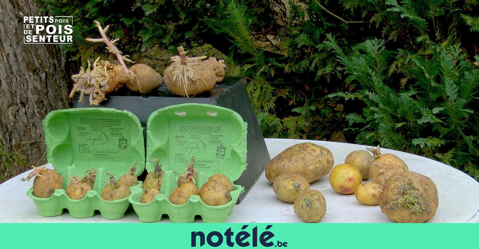 La germination de la pomme de terre, une étape vitale dans le processus de croissance de cette