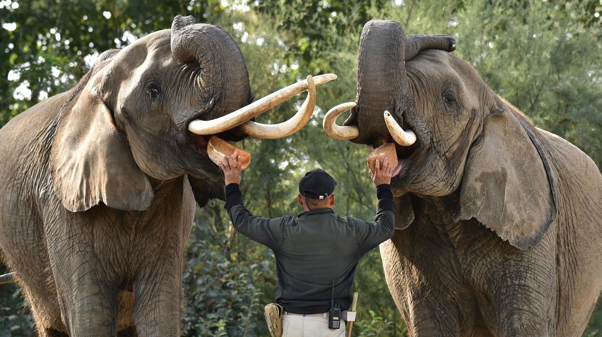 Pairi Daiza : Suzy et Gitana, deux éléphantes d’Afrique, quitteront bientôt le parc