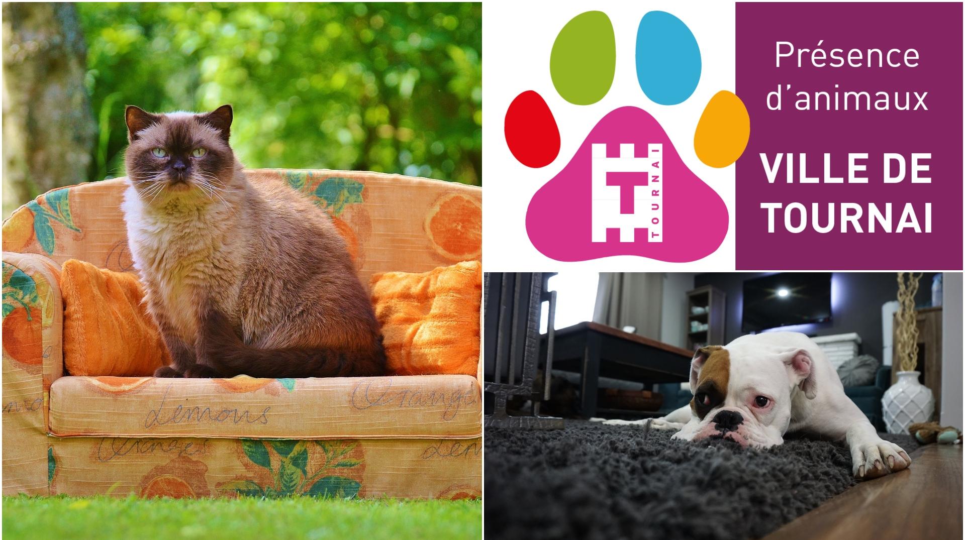 Tournai : un autocollant destiné aux seniors pour signaler la présence d'animaux de compagnie