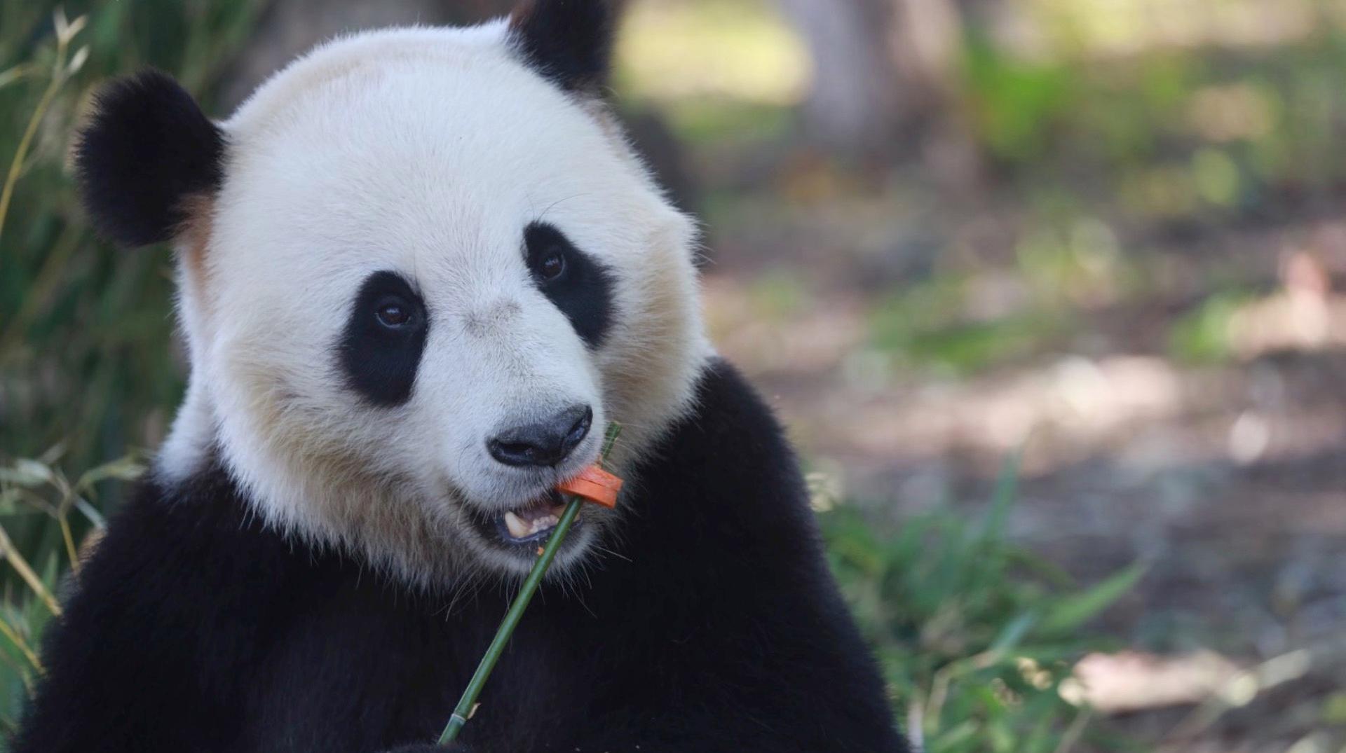 Pairi Daiza : 3 pandas quitteront le parc cette année