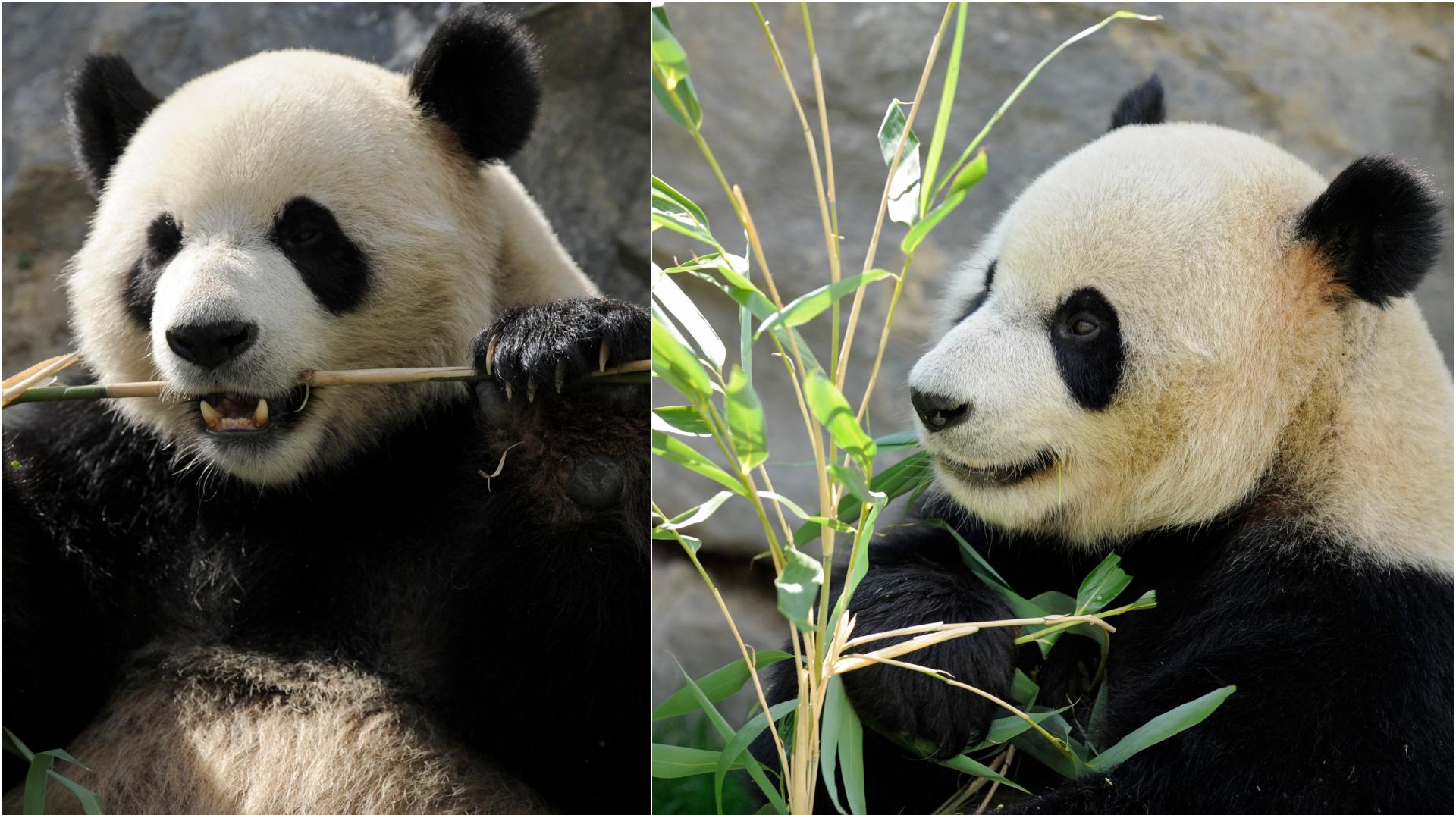 Pairi Daiza : le parc fête les 10 ans de l'arrivée de ses deux pandas géants