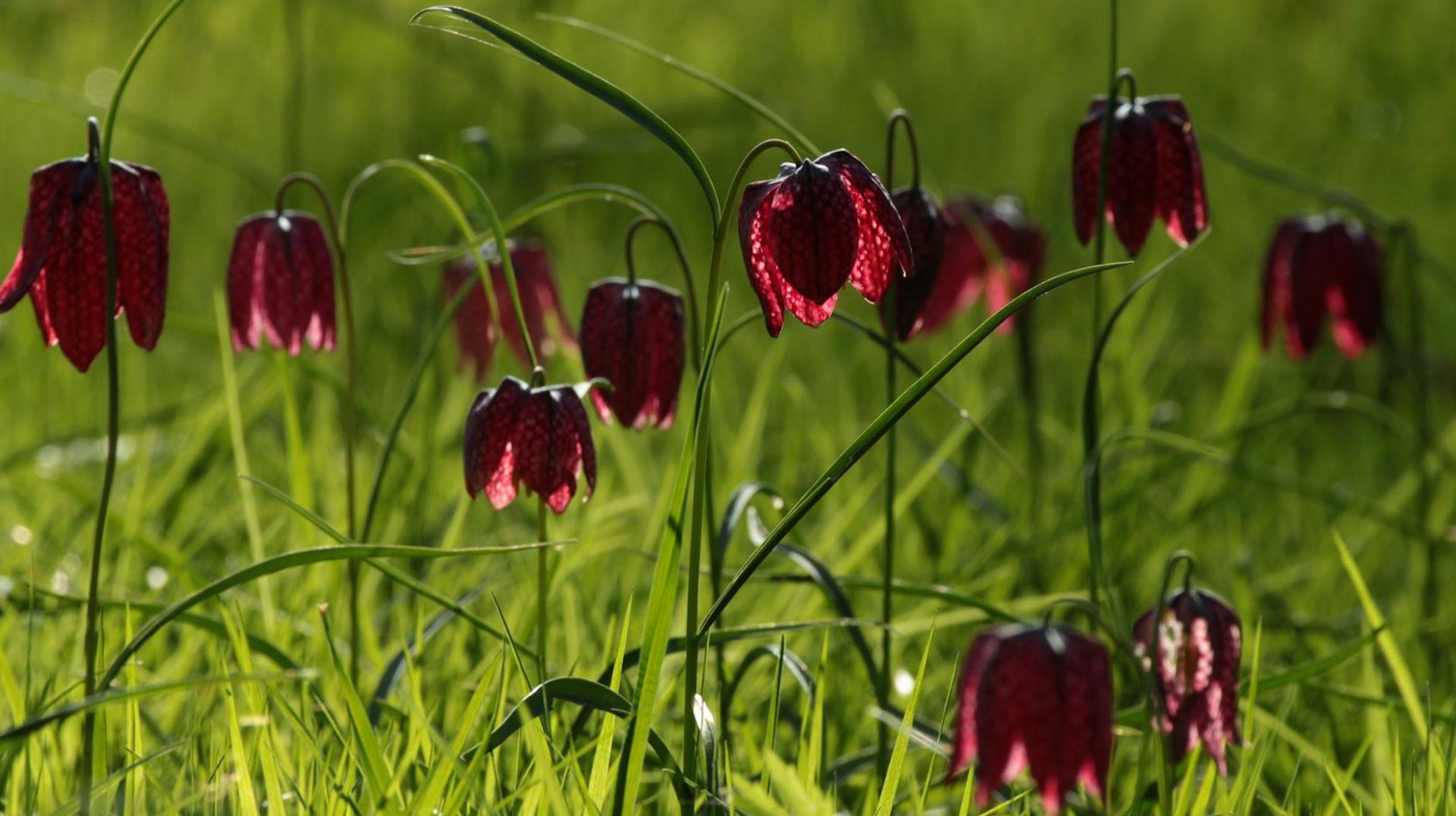 Une plante disparue depuis 120 ans en Belgique a été aperçue à Ploegsteert