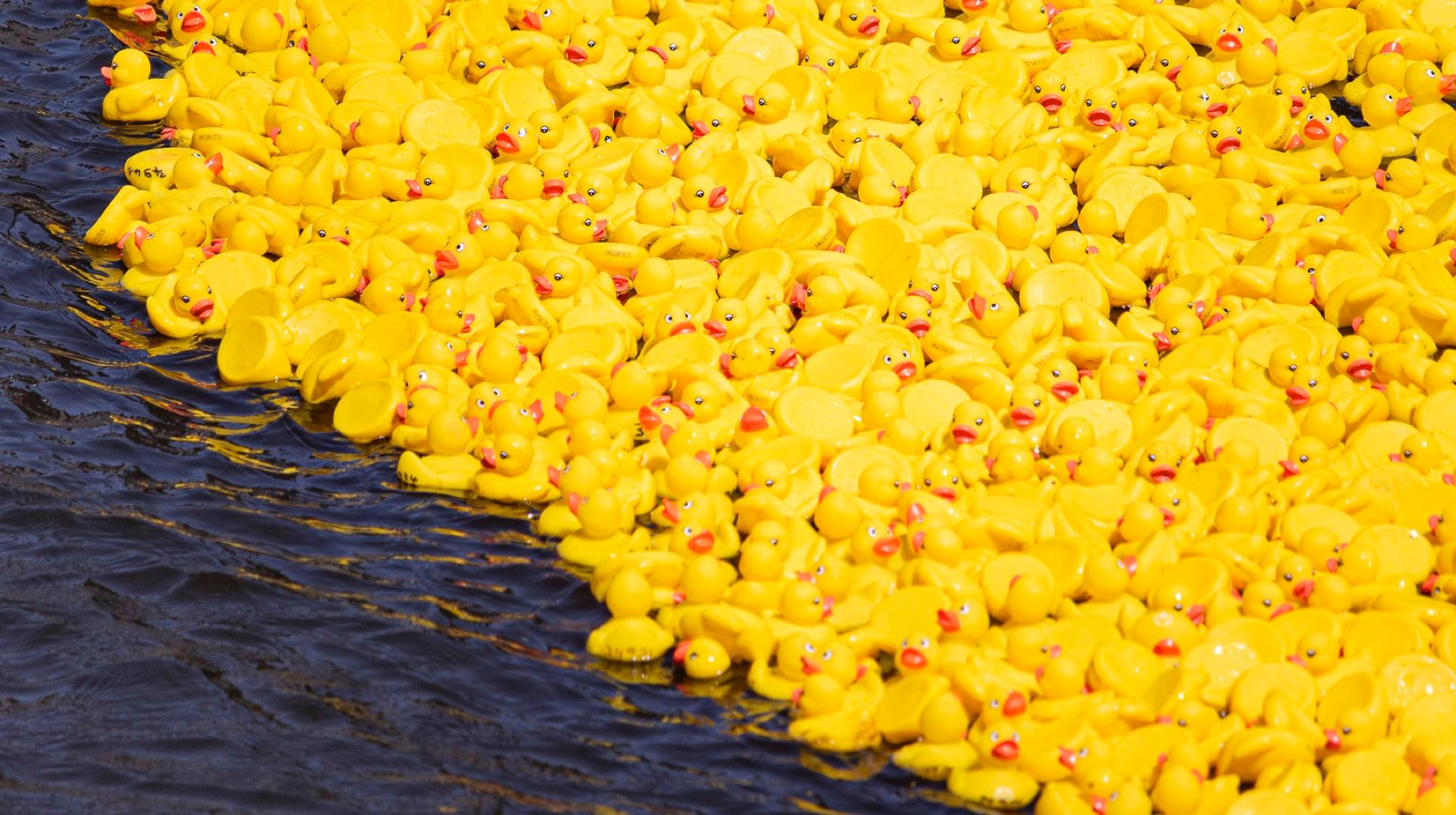 Tournai : 5.000 canards dans l'Escaut pour soutenir la banque alimentaire