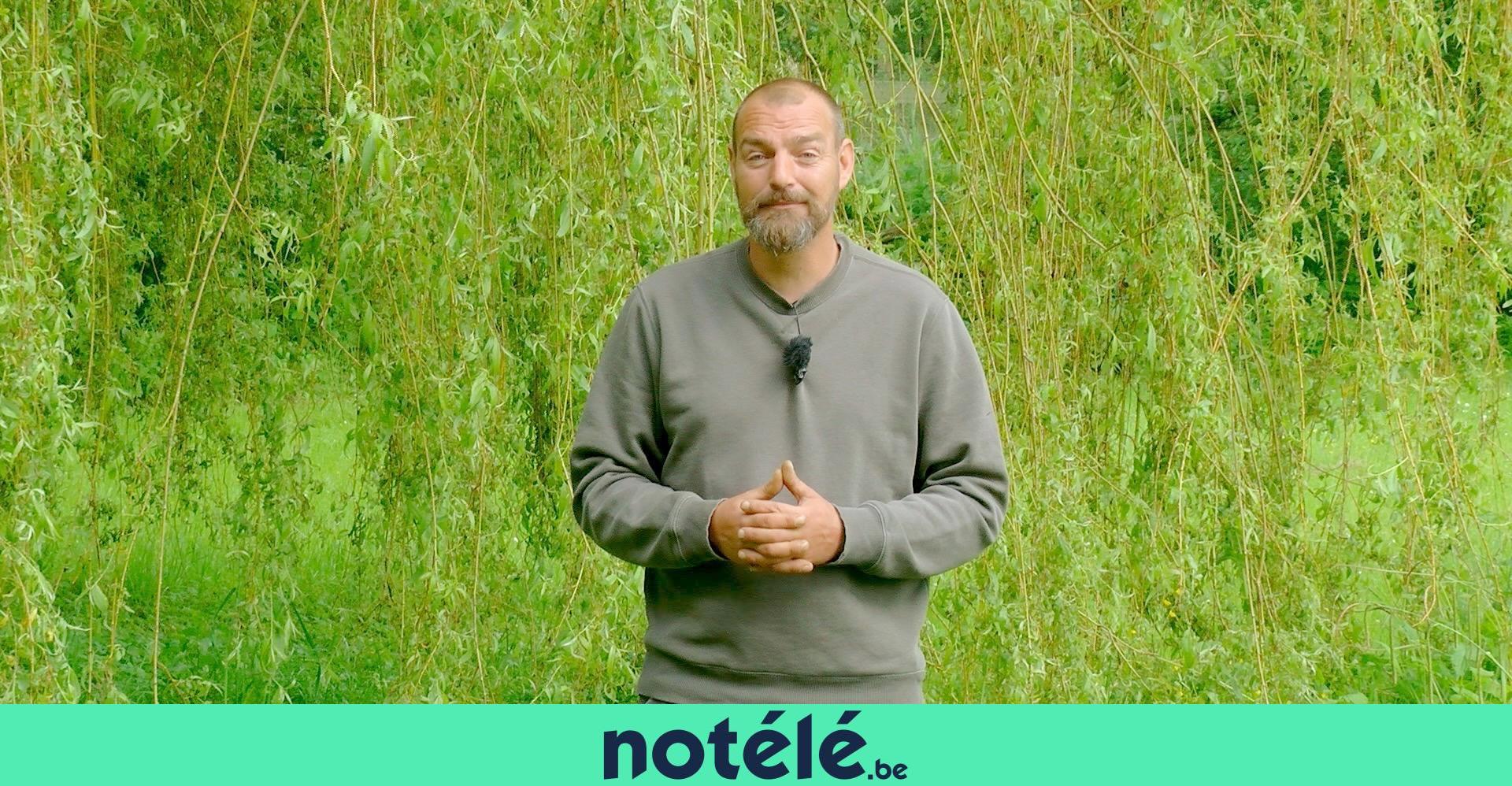 petits-pois-et-pois-de-senteur-tout-savoir-sur-les-hannetons-et-le