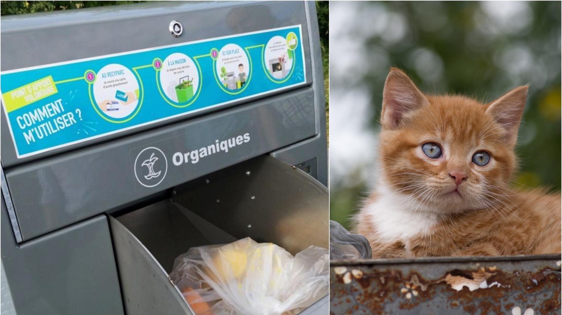 Un chaton jeté dans un PAV à Bernissart : «Barbare, illégal et immoral»