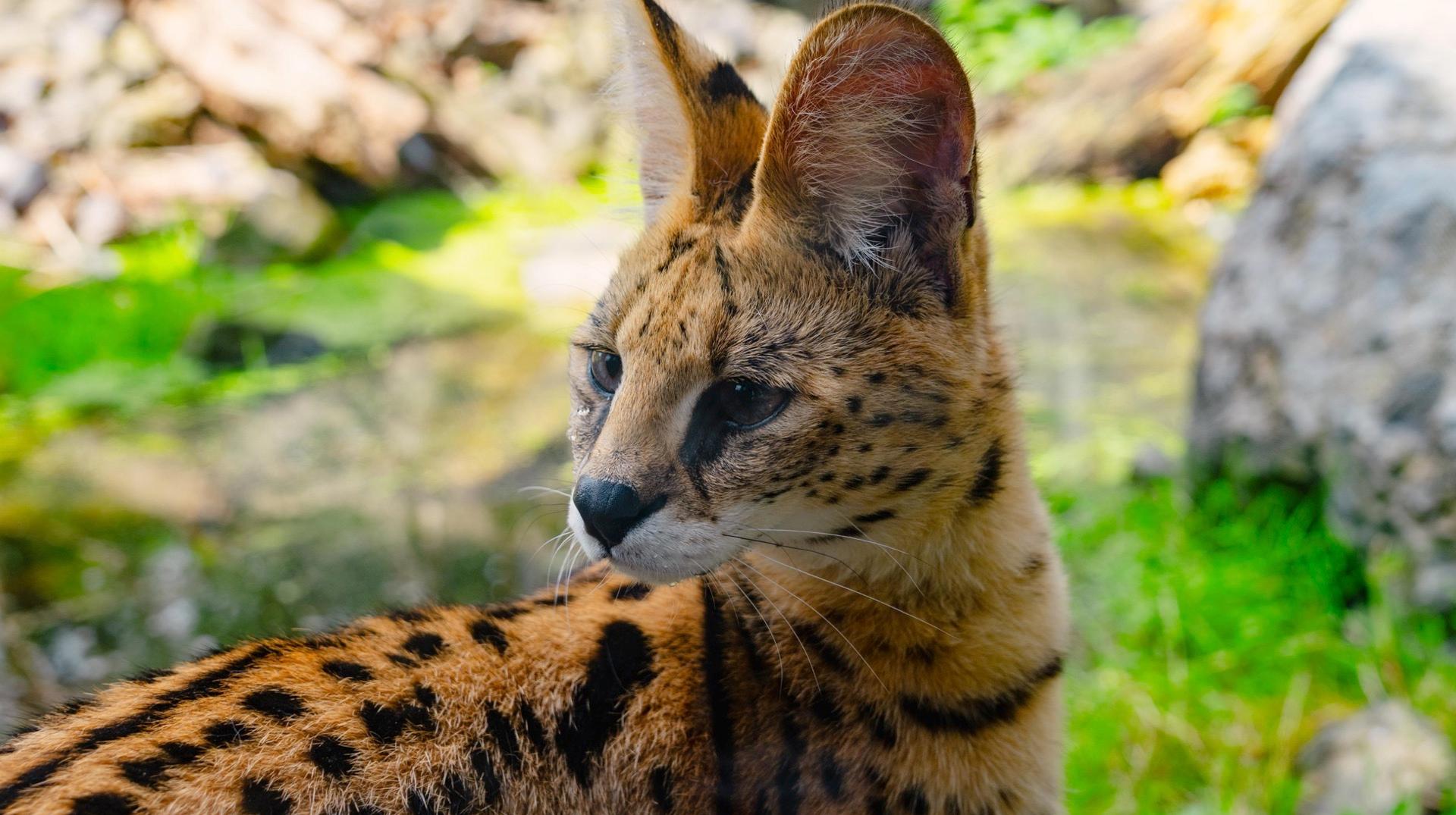 Pairi Daiza compte une nouvelle espèce : 4 femelles serval sont arrivées au parc animalier