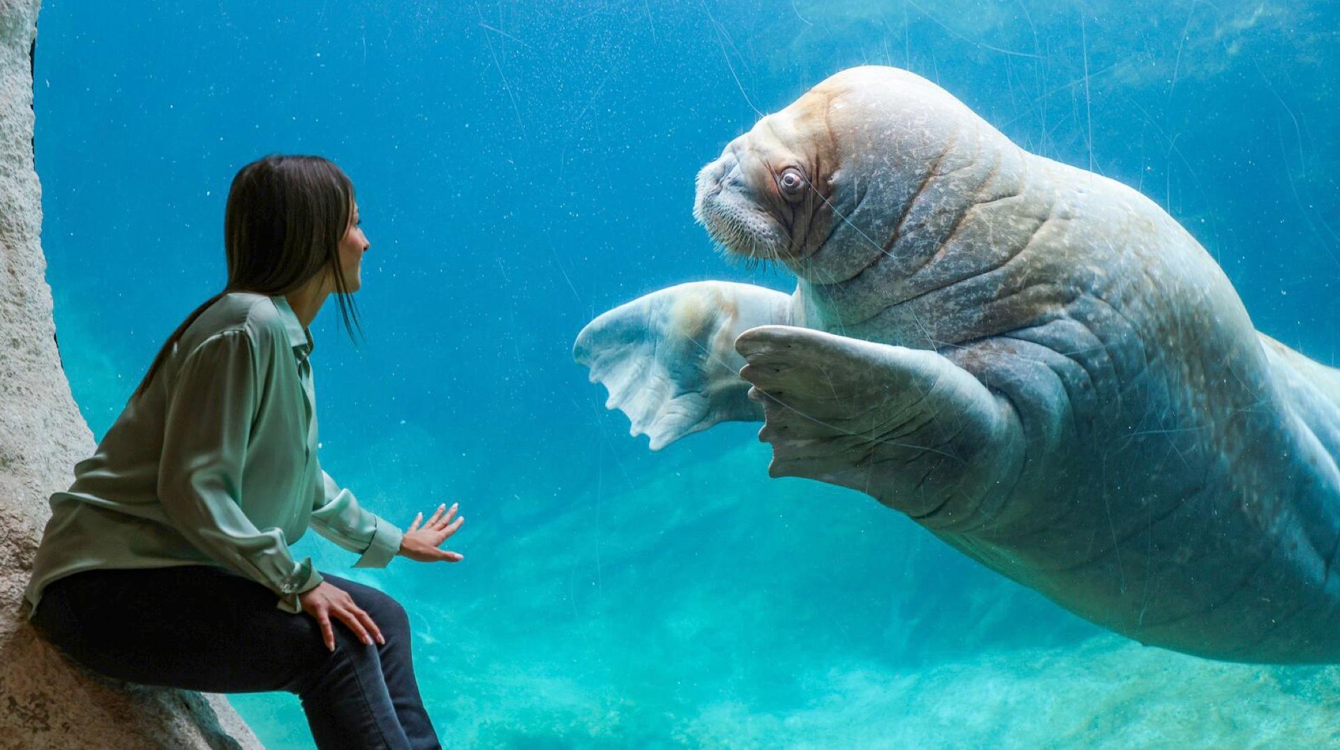 Pairi Daiza une nouvelle fois sacré meilleur zoo d'Europe
