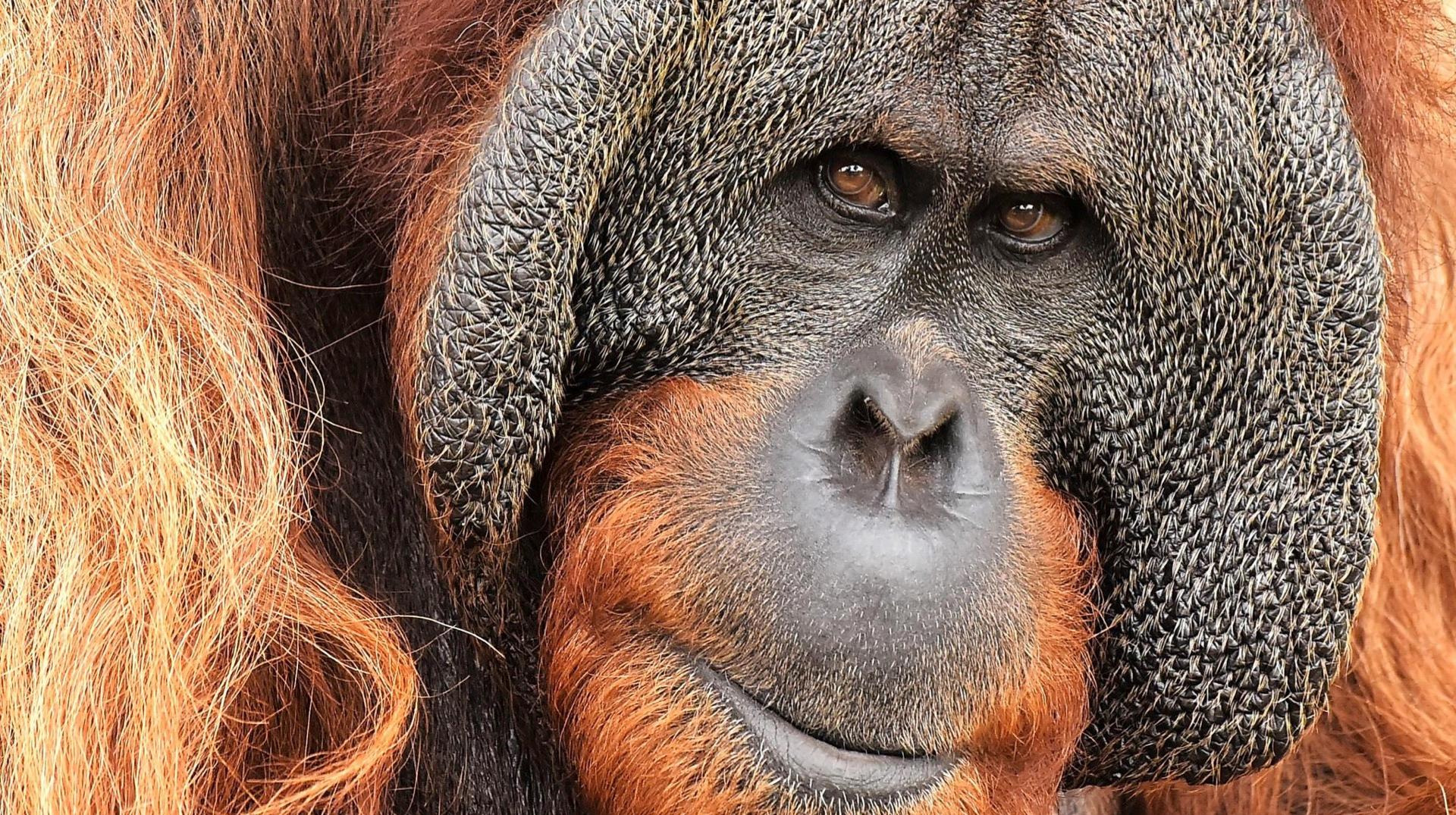 Tristesse à Pairi Daiza : Gempa l’orang-outan est décédé