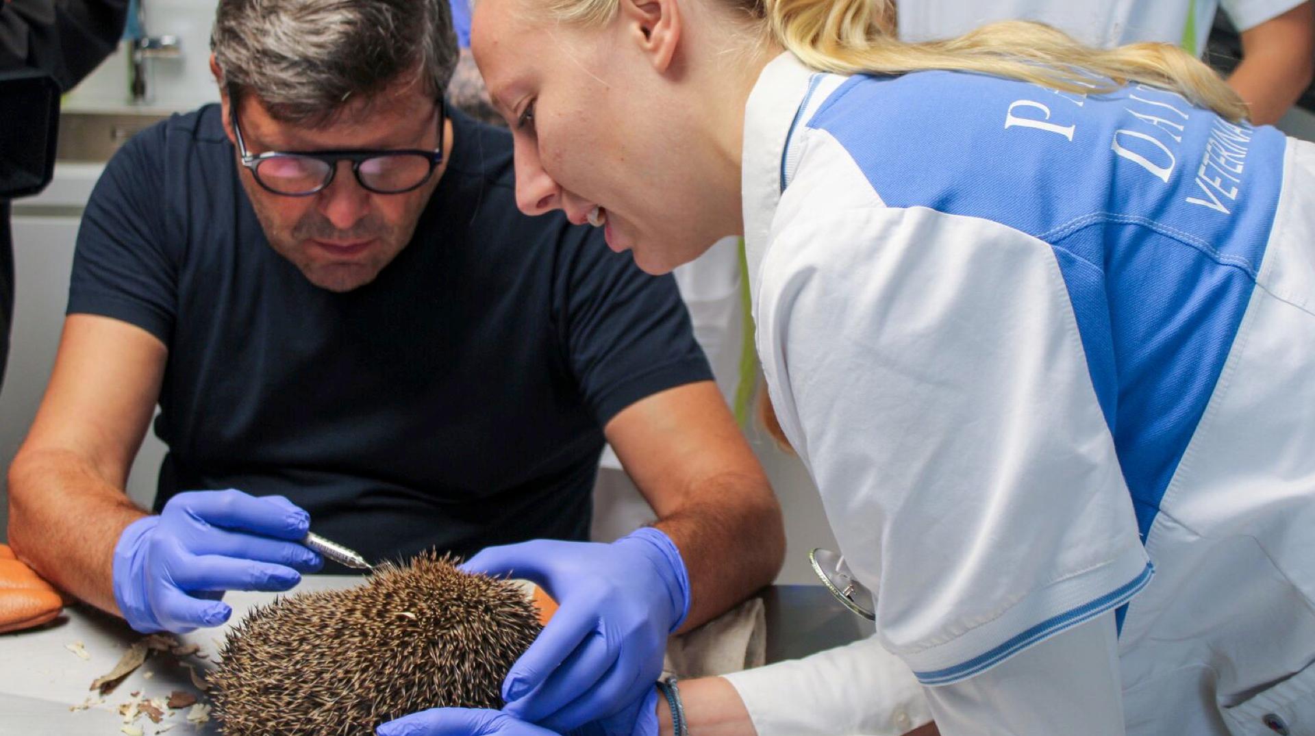 98 animaux sauvages pris en charge en un an par le centre de revalidation de Pairi Daiza