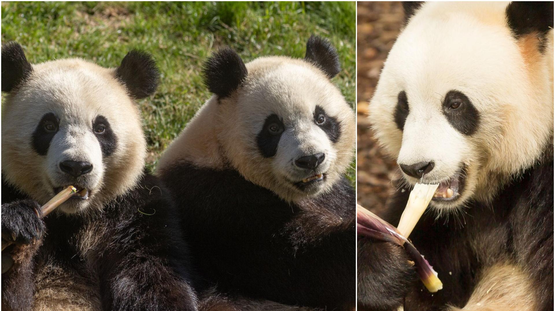 Émotion à Pairi Daiza : la date du départ des pandas est connue