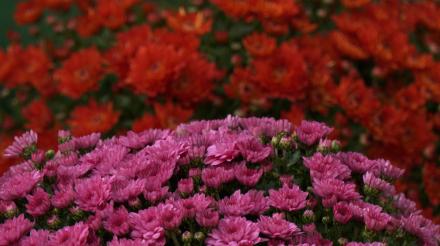 Flobecq : les listes Audacité Les Engagés et MR accusent la majorité de  «déni de démocratie»