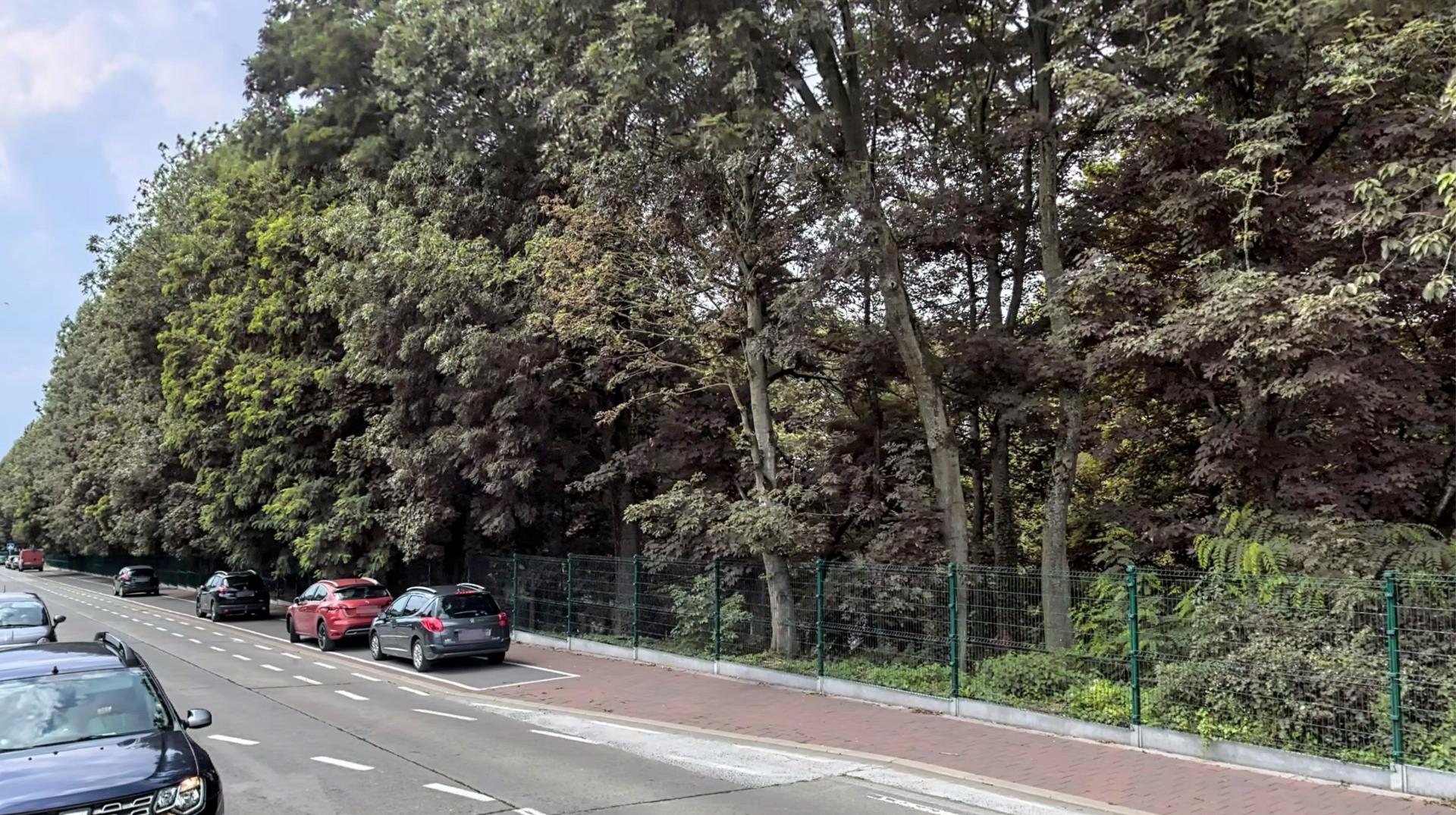 Mouscron : trois arbres malades vont être abattus la semaine prochaine