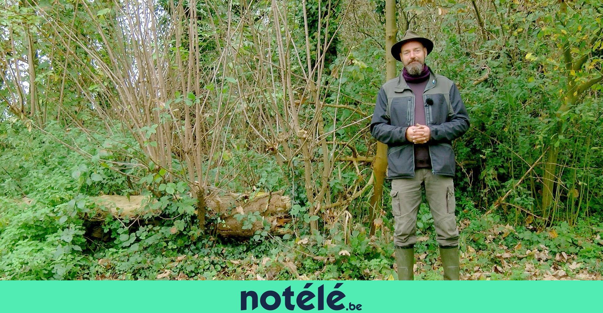 Les feuilles de mes citronniers jaunissent, pourquoi et que faire — free download