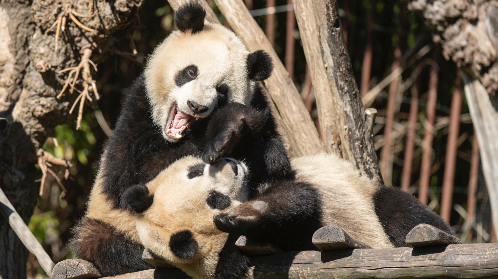 Les pandas nés à Pairi Daiza seront visibles une dernière fois ce dimanche avant leur mise en quarantaine