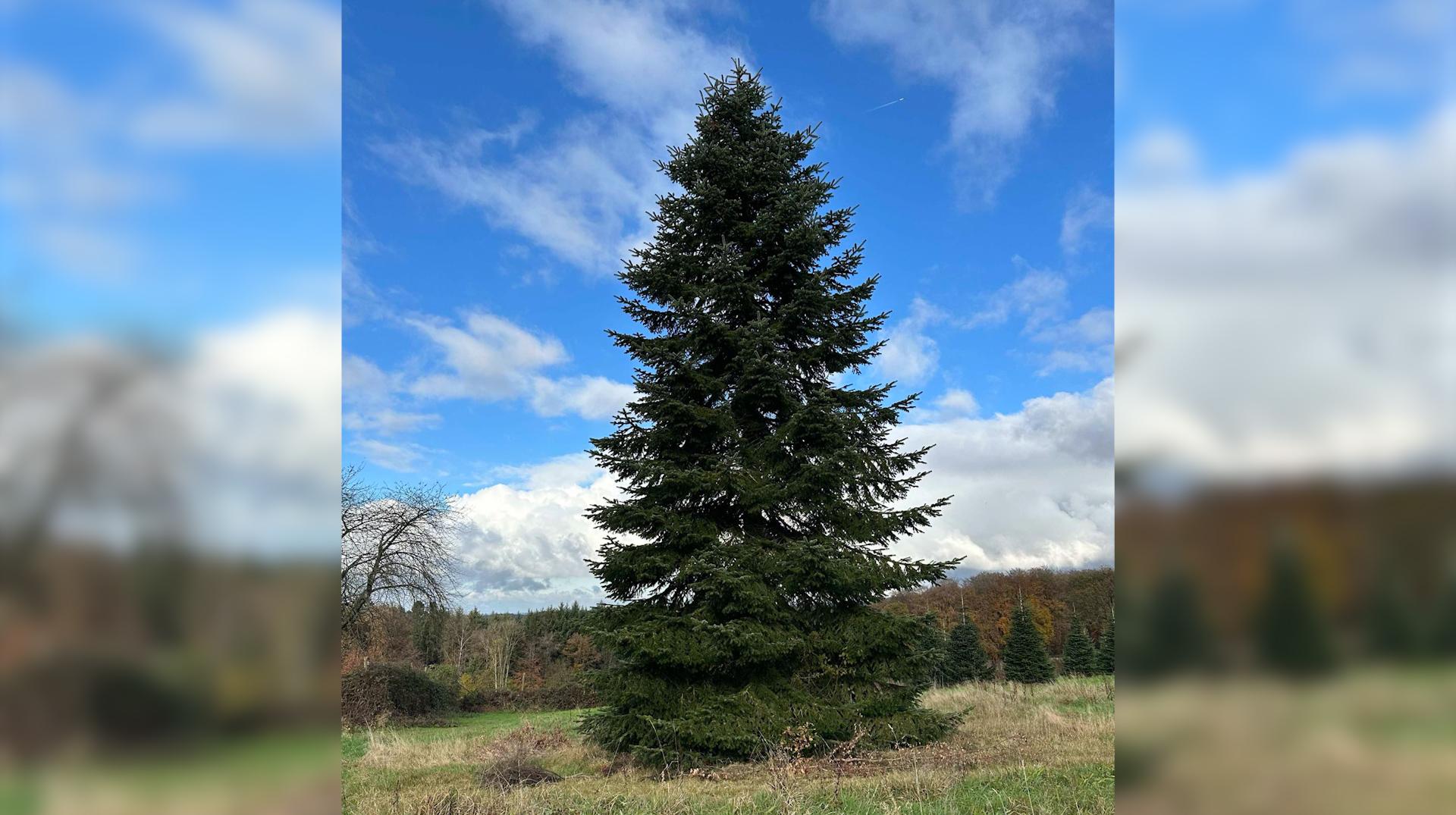 Leuze : le sapin de Noël naturel fait son retour sur la grand-place