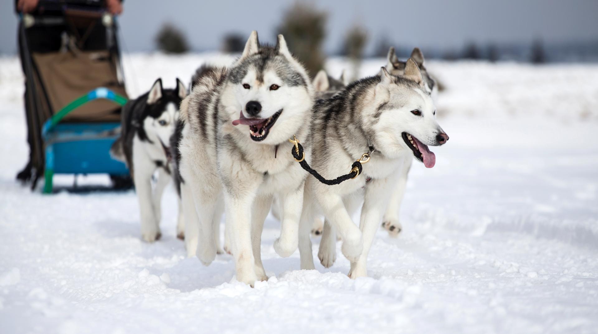 Les premiers flocons de la saison sont tombés sur notre région
