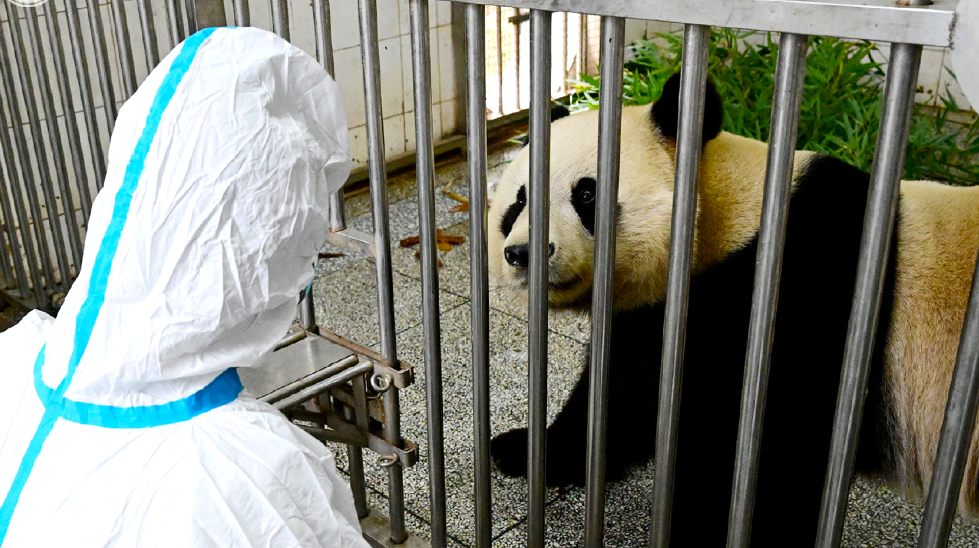 Les pandas de Pairi Daiza sont bien arrivés en Chine
