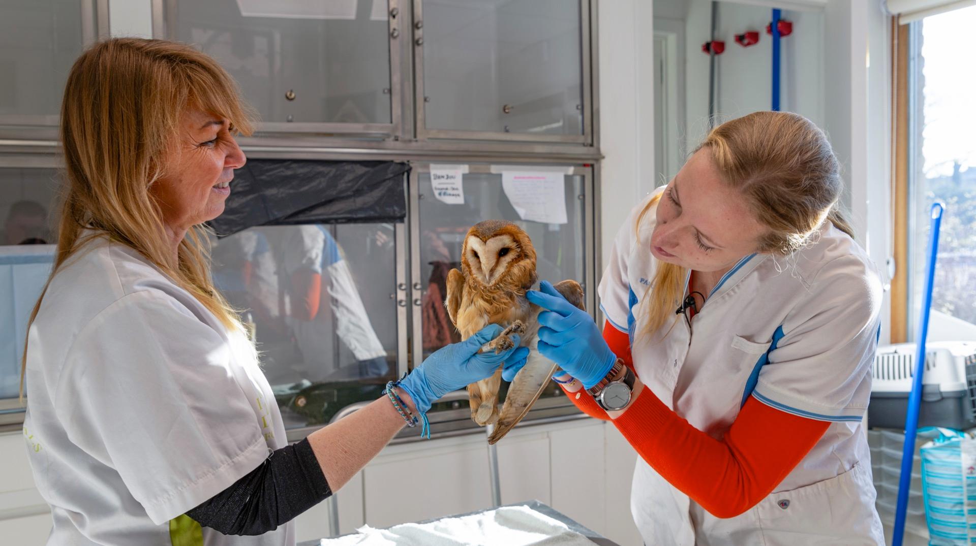 111 animaux pris en charge par le CREAVES de Pairi Daiza en 2024