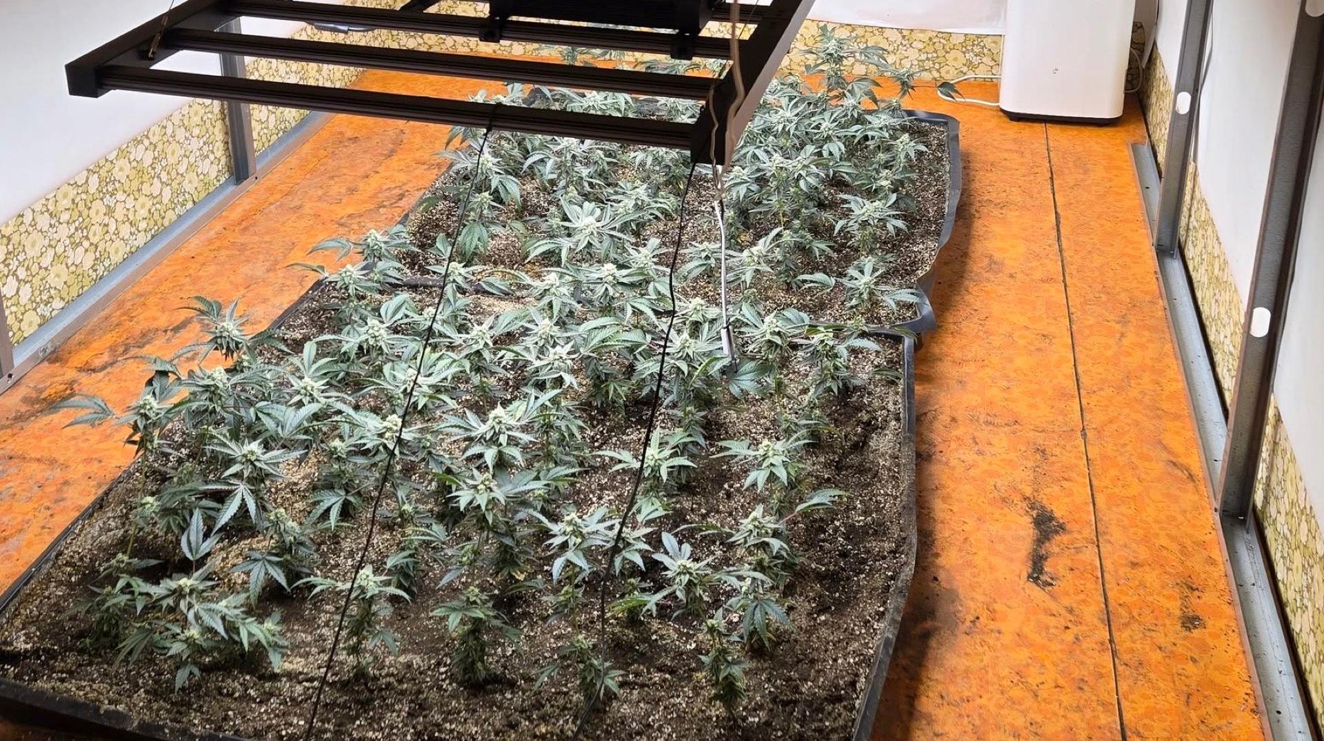 558 plants de cannabis découverts à Comines-Warneton