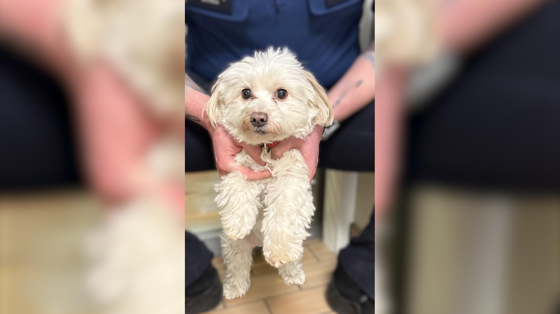 Mouscron : Oxygène, un bichon, a été retrouvé 6 ans après sa disparition