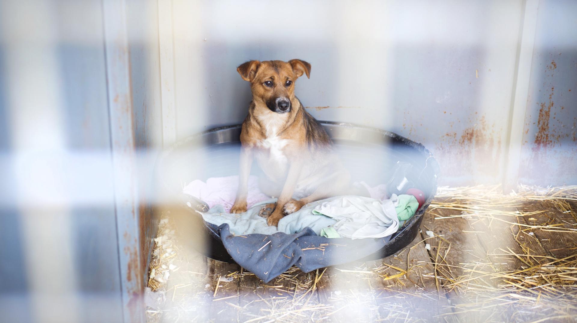 «Un procès-verbal entaché d’erreurs grossières» : les avocats des éleveurs de Charleroi réagissent à la restitution des animaux
