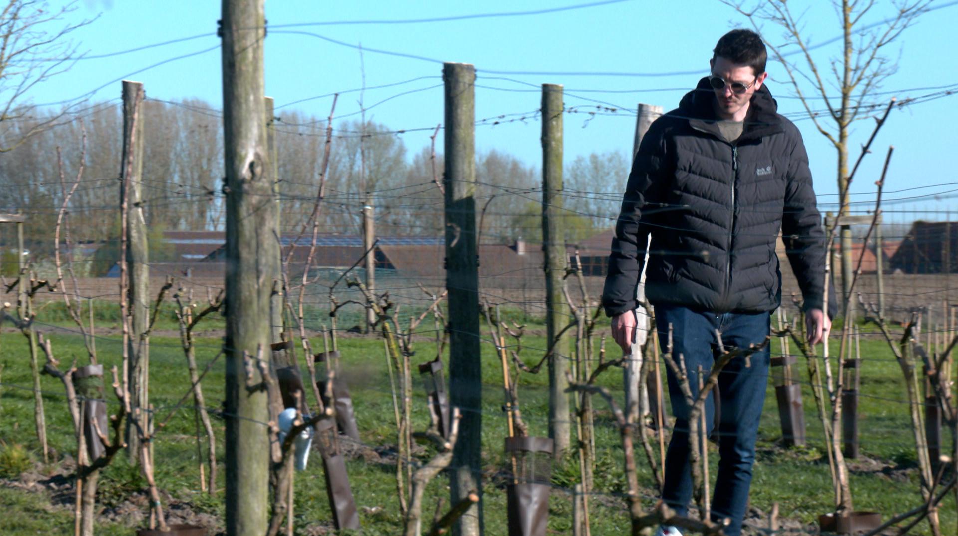 Les vignerons de Wallonie picarde gardent le moral malgré une année calamiteuse en 2024