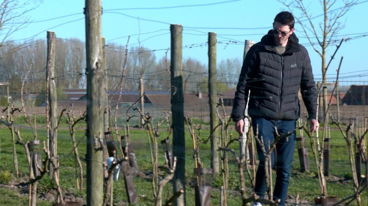 Les vignerons de Wallonie picarde gardent le moral malgré une année calamiteuse en 2024