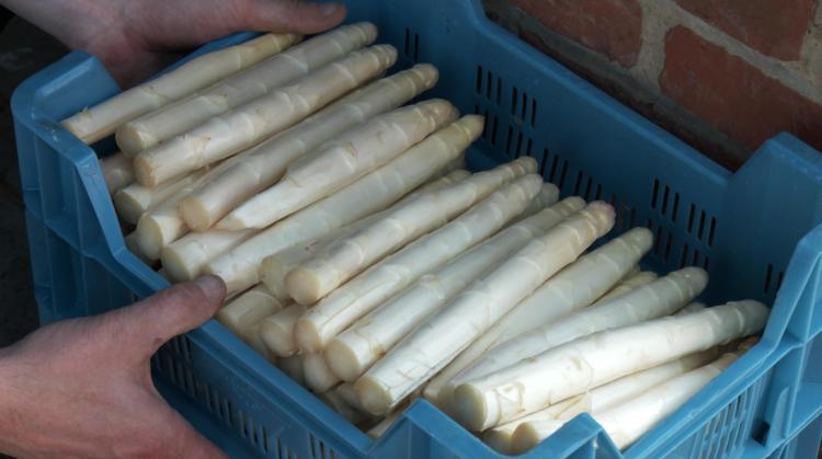 Mourcourt : les asperges d'Armand et Olivier se retrouvent sur les meilleures tables du royaume