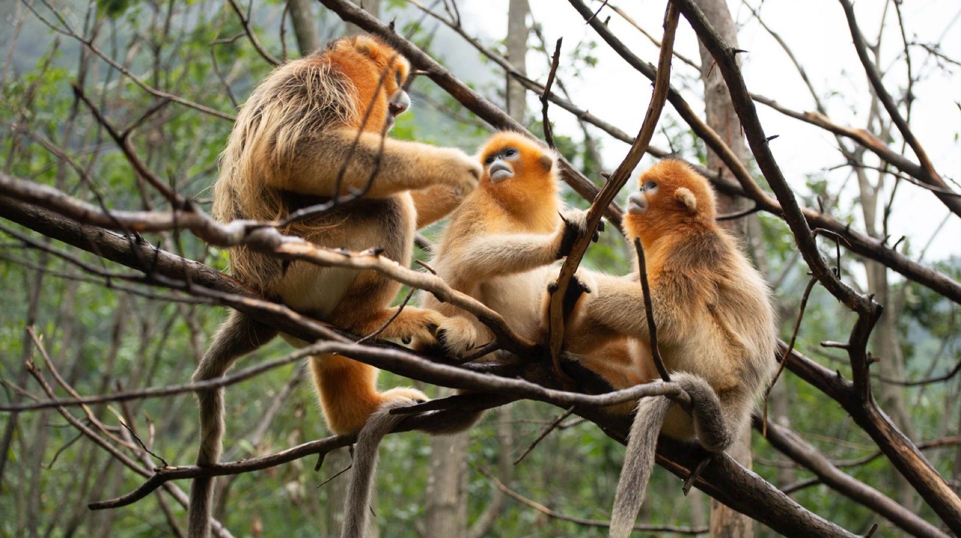 Première mondiale à Pairi Daiza : le parc va accueillir des singes dorés du Qinling