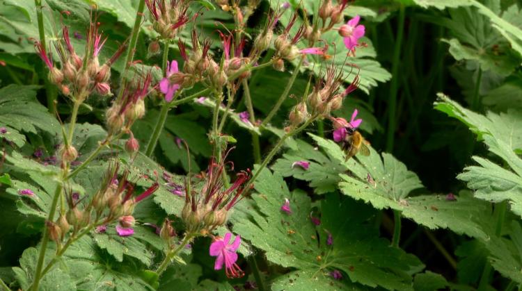 Mon jardin, c'est le pied : les bienfaits des plantes indigènes et les dangers des espèces exotiques