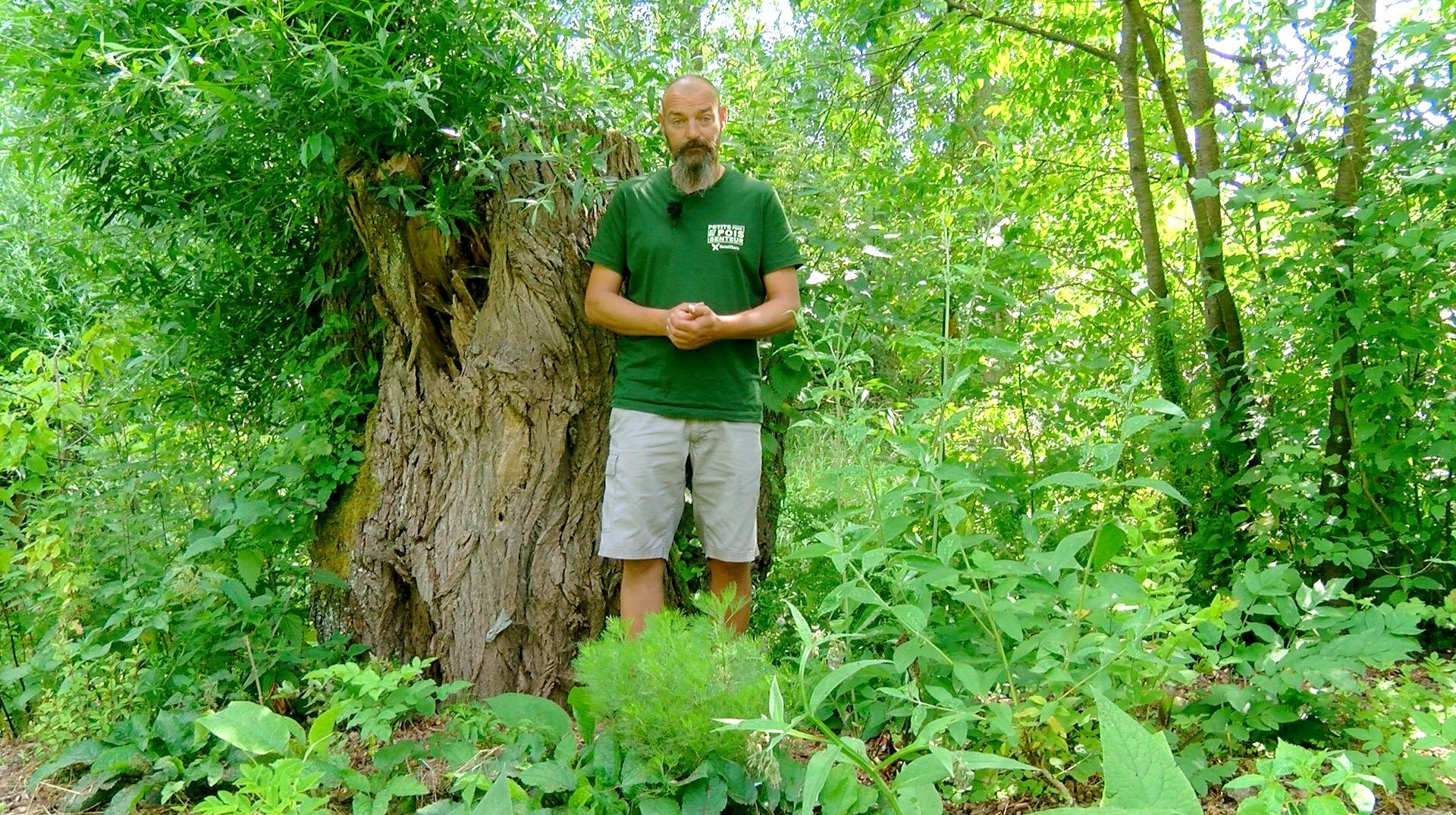 Petits pois et pois de senteur : des plantes de terre pauvre et la 